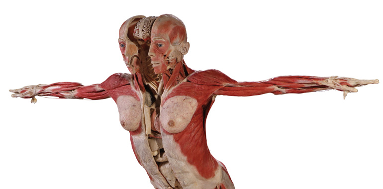 Umstritten, grandios, beeindruckend: die KÖRPERWELTEN-Ausstellung von Gunther von Hagen