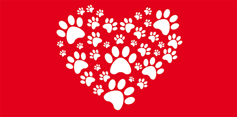 Eine vorblildliche Aktion: Weihnachten im Schuhkarton … auch Tiere wollen Weihnachten feiern!