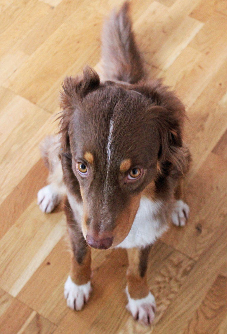 Hund-Luni-770-IMG_6053