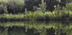 Entweder als steile Böschung oder als zugewachsenes 'Naturparadies' präsentiert sich die Traun im Zentru von Wels.