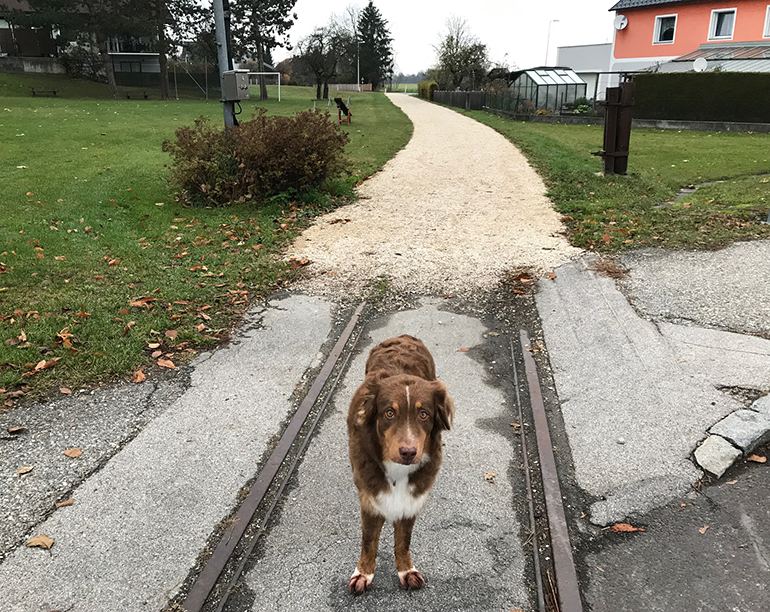 Erste Planierungsarbeiten auf der Florianen Bim-Trasse wurden bereits durchgeführt. Aktuell herrscht dort aber noch nur "Gassiverkerkehr"...